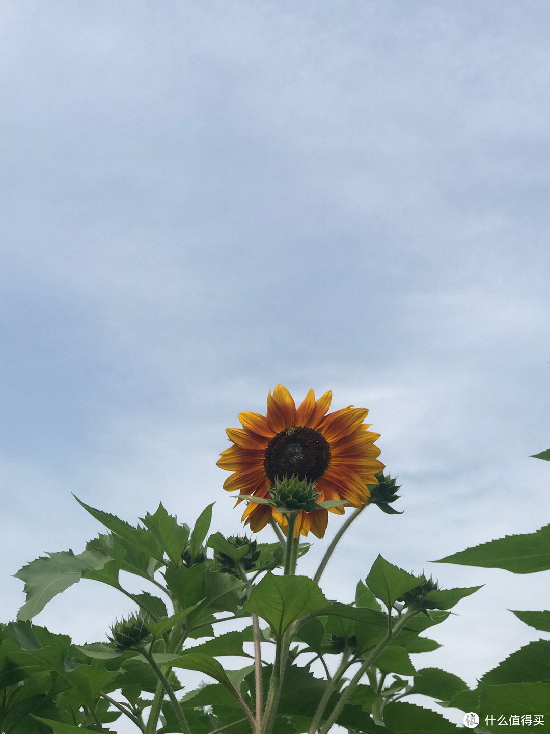 喜欢向日葵不仅只是好看，欣赏的是他的向阳而生的态度！