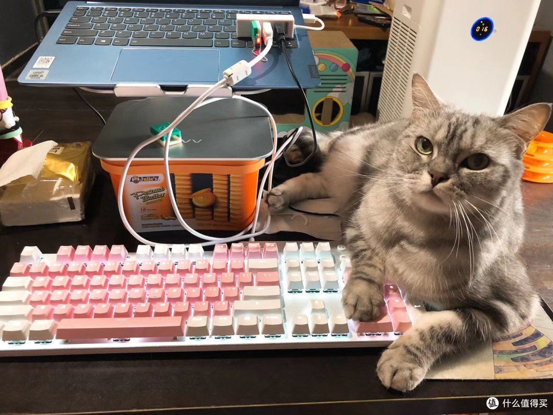 加油!会有猫的!猫咪主题游戏合集,一起在线云吸猫