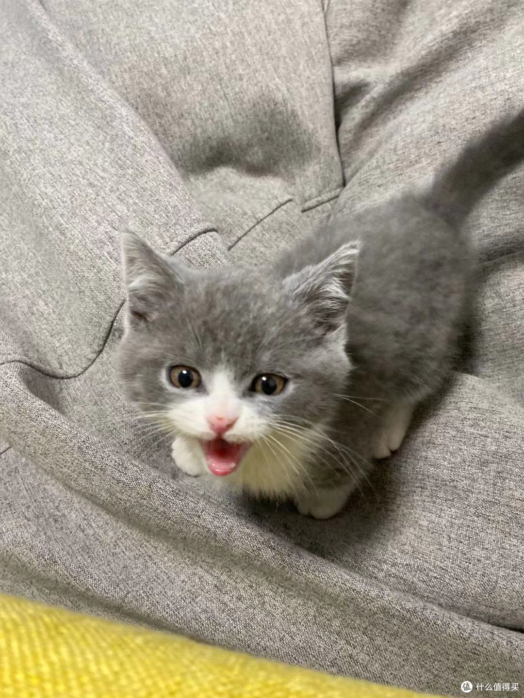 加油!会有猫的!猫咪主题游戏合集,一起在线云吸猫