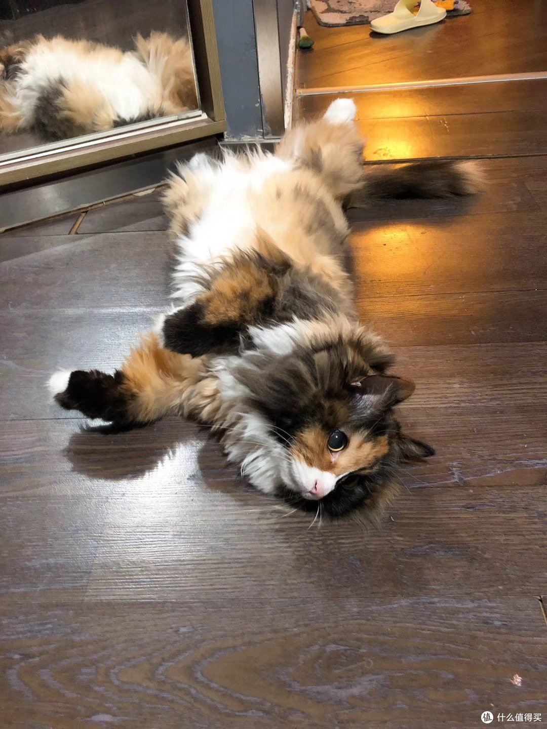 加油!会有猫的!猫咪主题游戏合集,一起在线云吸猫