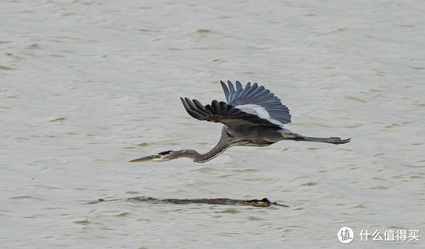 索尼FE100-400mm f/4.5-5.6 GM | 最全能长焦