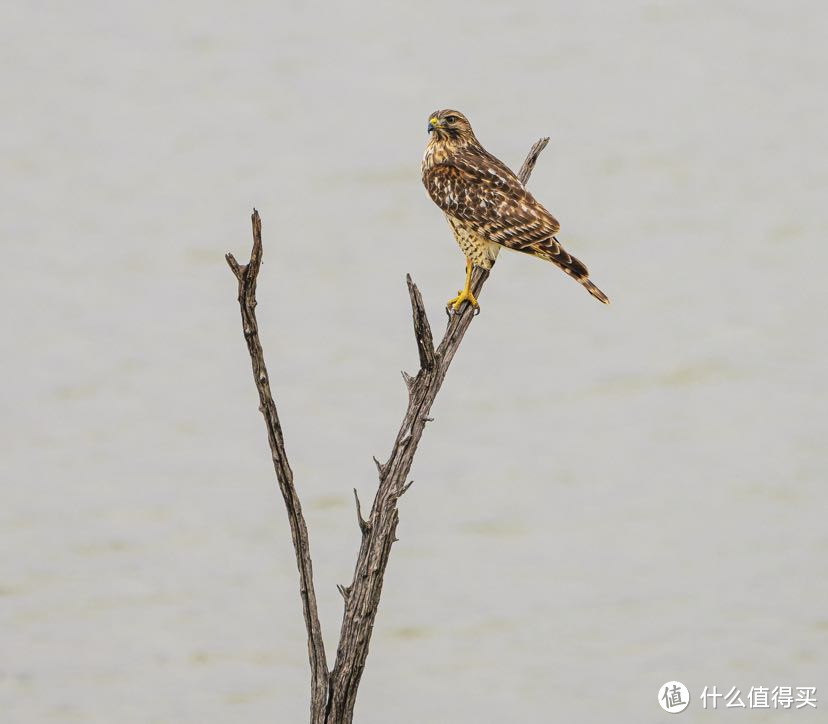 索尼FE100-400mm f/4.5-5.6 GM | 最全能长焦