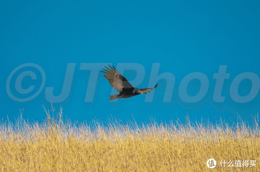 索尼FE100-400mm f/4.5-5.6 GM | 最全能长焦