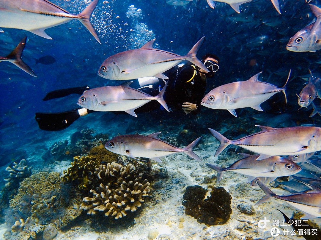 蔚蓝之下，向海而生——探访海底的仙本那