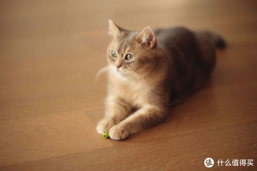 索尼FE 85mm f/1.4 GM|85GM 镜头下的小姐姐们