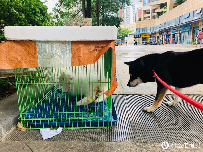 翠花:兔肉好吃吗?