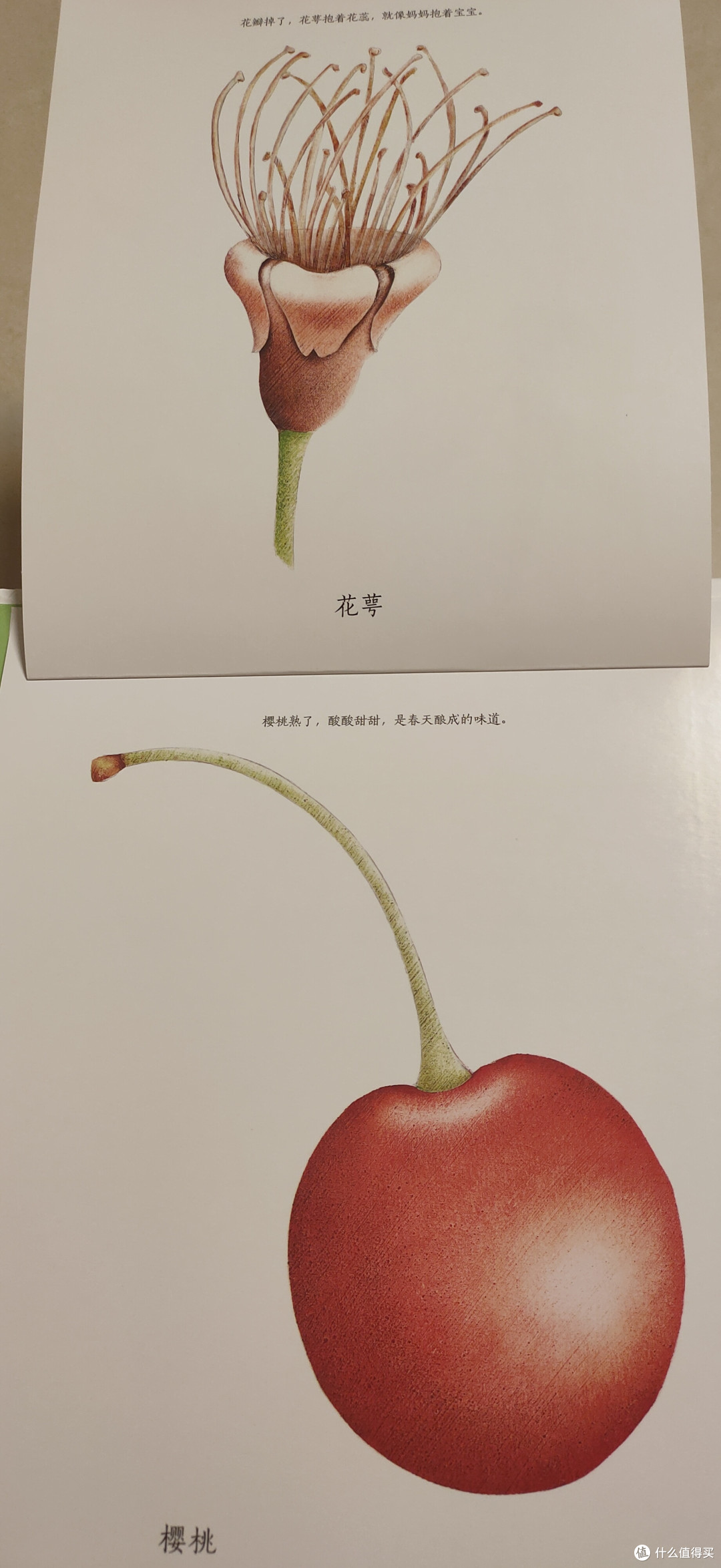 《纸狐狸绘本馆·生命的四季》测评