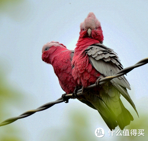 萌化了的小鸟们---肥啾啾和朋友们盲盒产品开箱