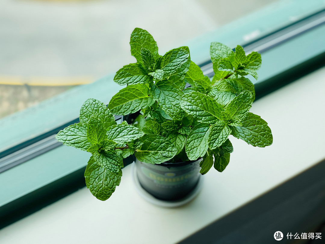 15种高颜值水培植物，不贵好养还可能免费！一起搭建家里的植物角~