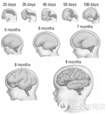 宝的大脑发育非常迅速