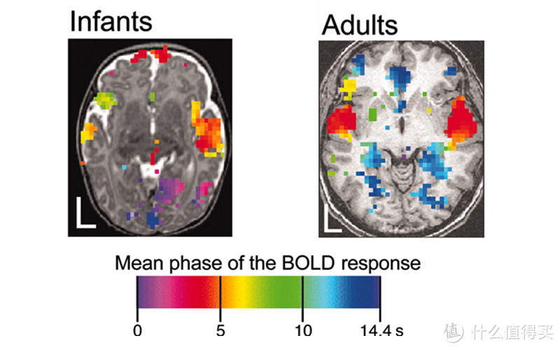 左侧是宝宝的脑部，右侧是成年人的，在听到一句话后，宝宝的脑区其实有不少区域是可以做到5秒内，甚至0秒做出非常积极的反馈和信息处理。