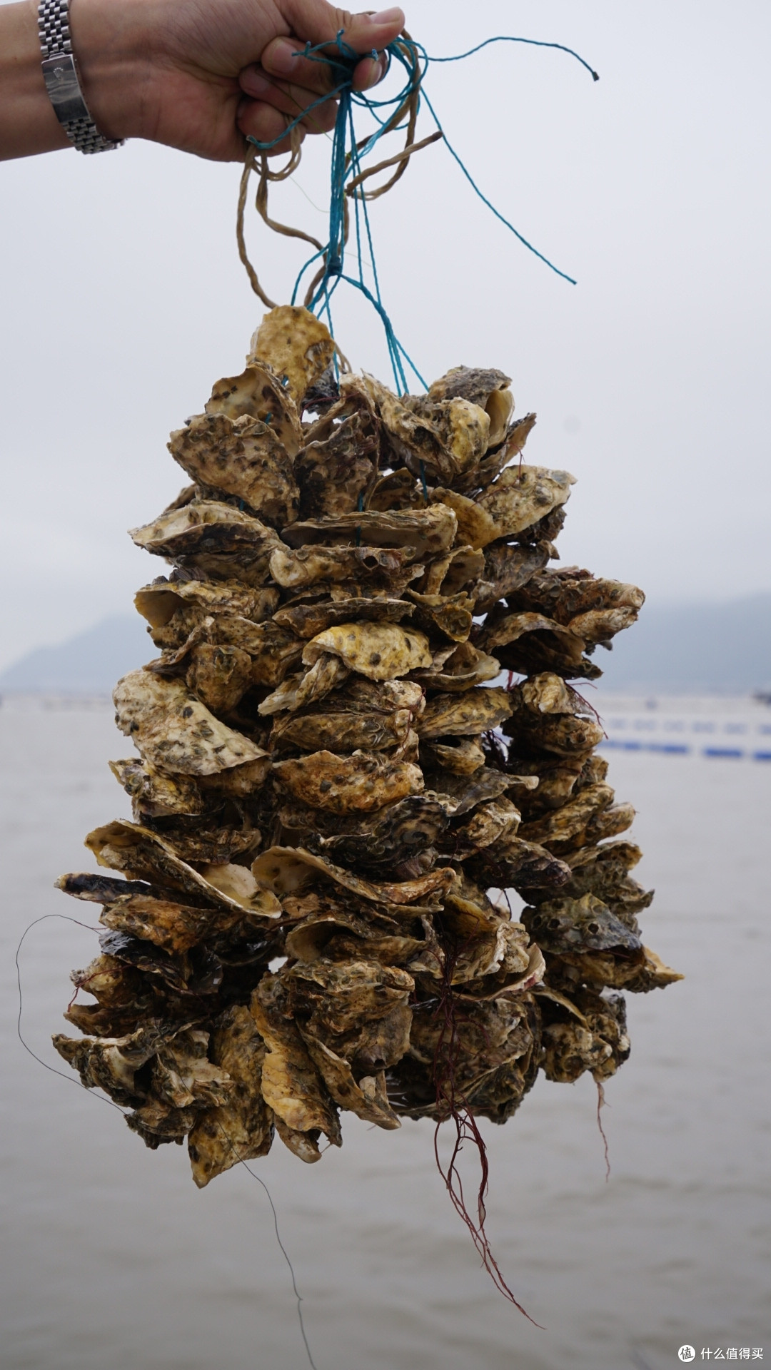 这是3倍体牡蛎育苗