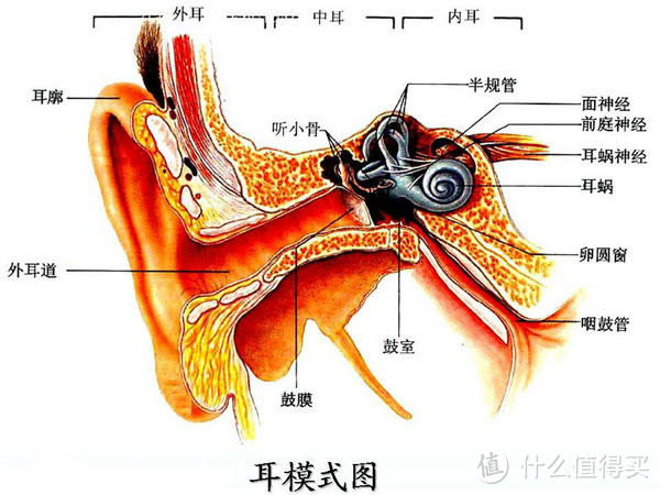 耳膜式图