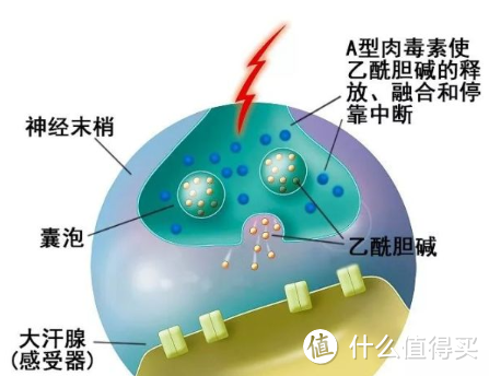 狐臭和汗臭你分的清吗？这些去除方法要知道！