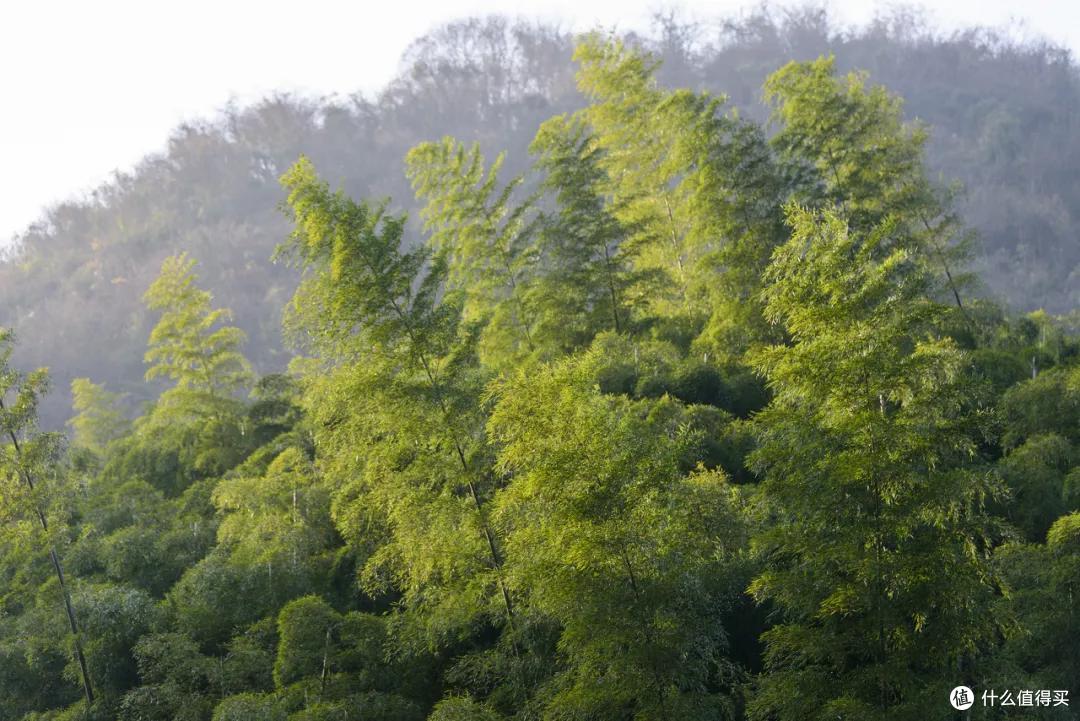 盛夏,你可以去临安小住一月