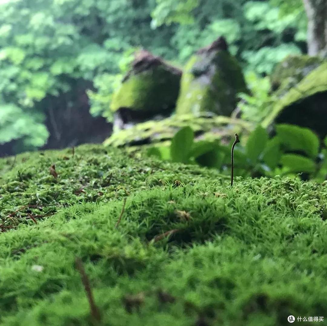 盛夏,你可以去临安小住一月