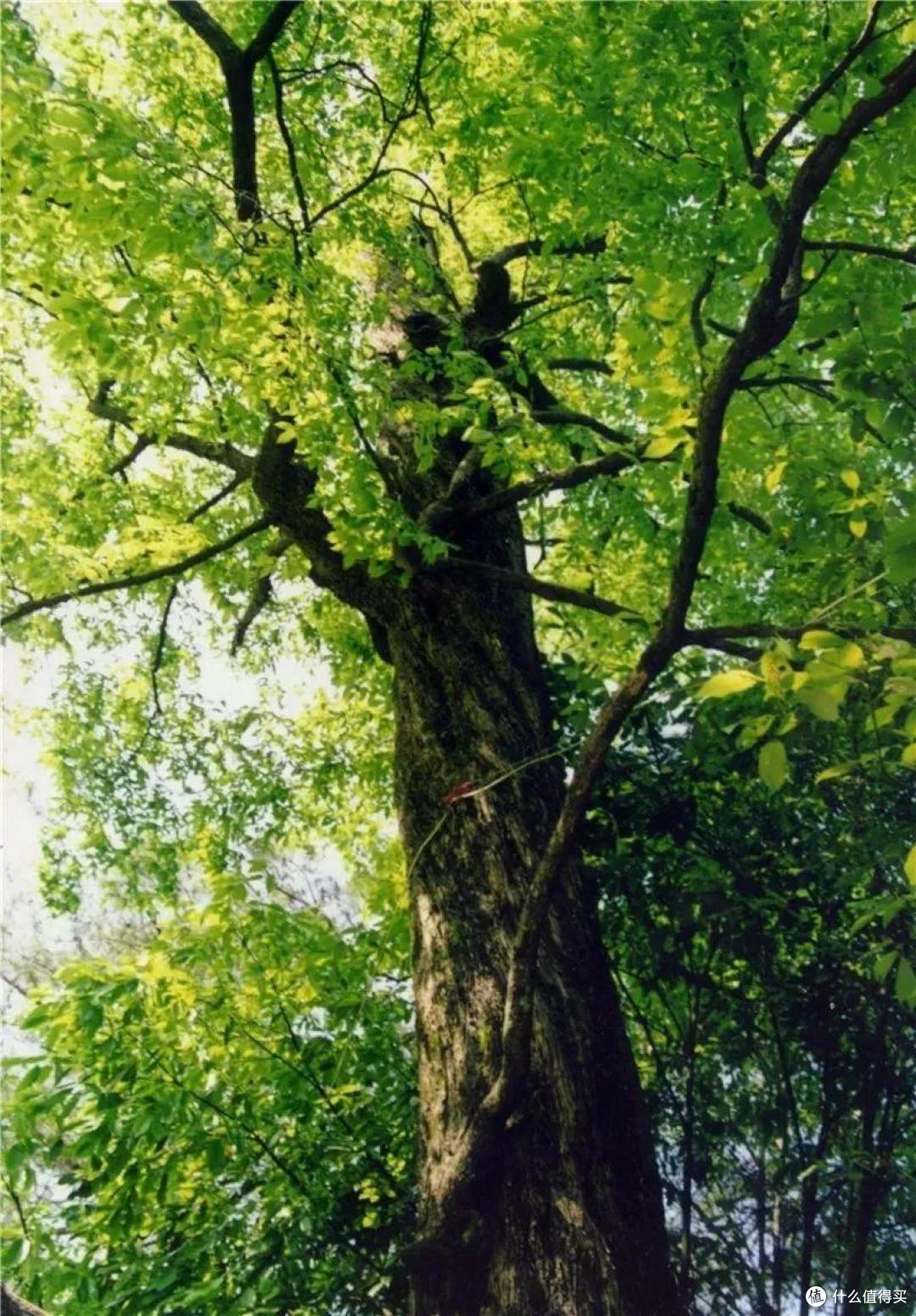 盛夏,你可以去临安小住一月