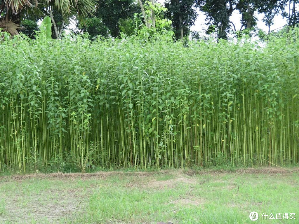 天然黄麻叶背景照片：一种在田地上生长的幼黄麻植物 库存照片. 图片 包括有 金黄, 特写镜头, 有机, 婴孩 - 184844480