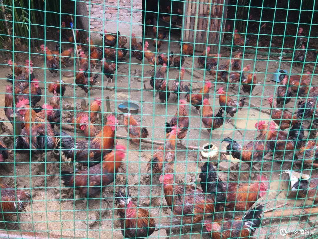 瑶鸡养鸡场