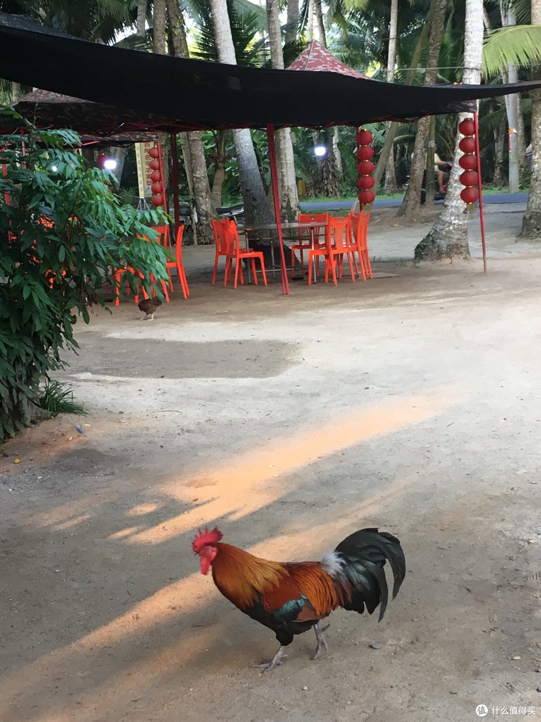 这是一篇关于鸡的宏大叙事