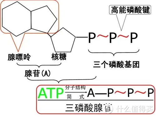 减脂期最不该错过的咖啡，喝错了只会越来越胖