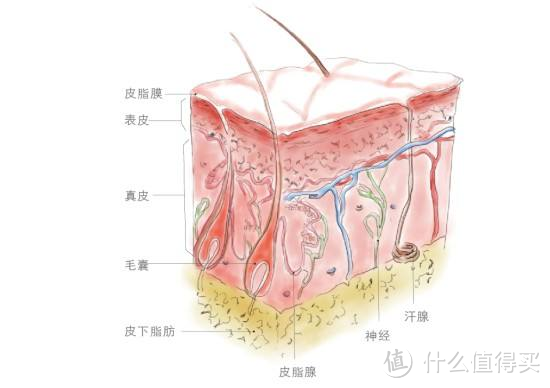 谁说只有“皂滑弄人”？这10款平价沐浴露一样可以让你爽滑一夏！