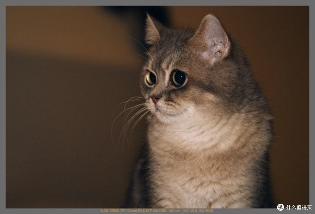 猫咪🐱