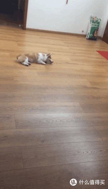 狗粮变玩具