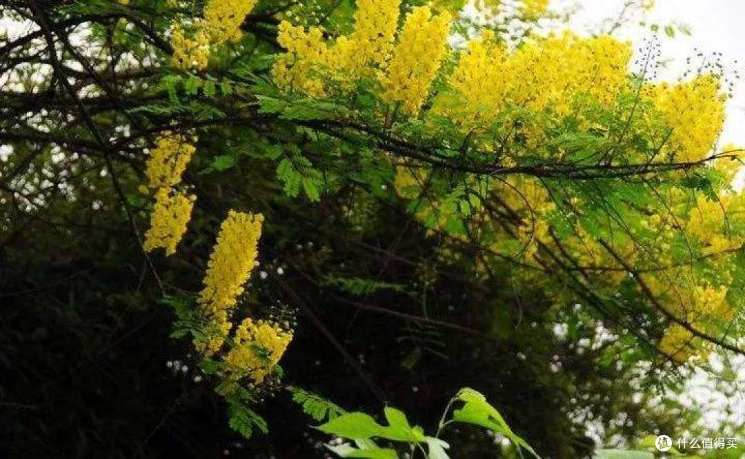 内行人都知道这8种“花”蜜不存在,别再花大价钱买假蜜了