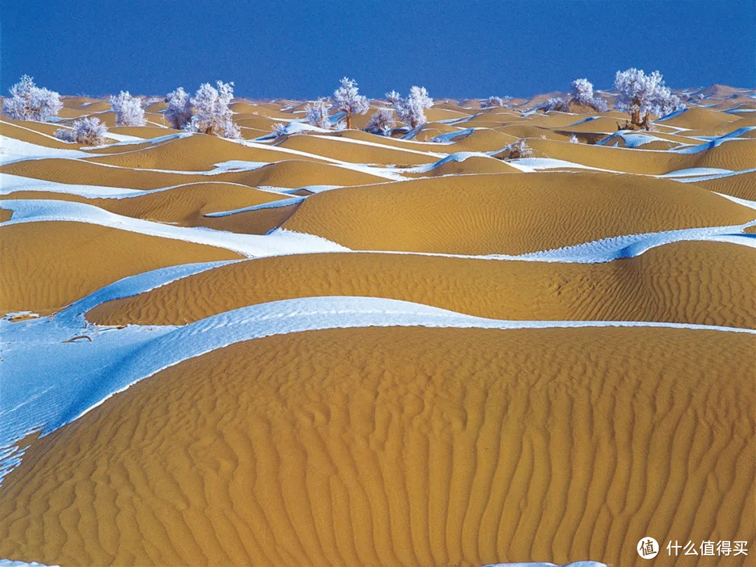 张张壁纸！他专注拍摄沙漠胡杨20年，被称“胡杨王”，让世人领略大漠苍凉之美！ 
