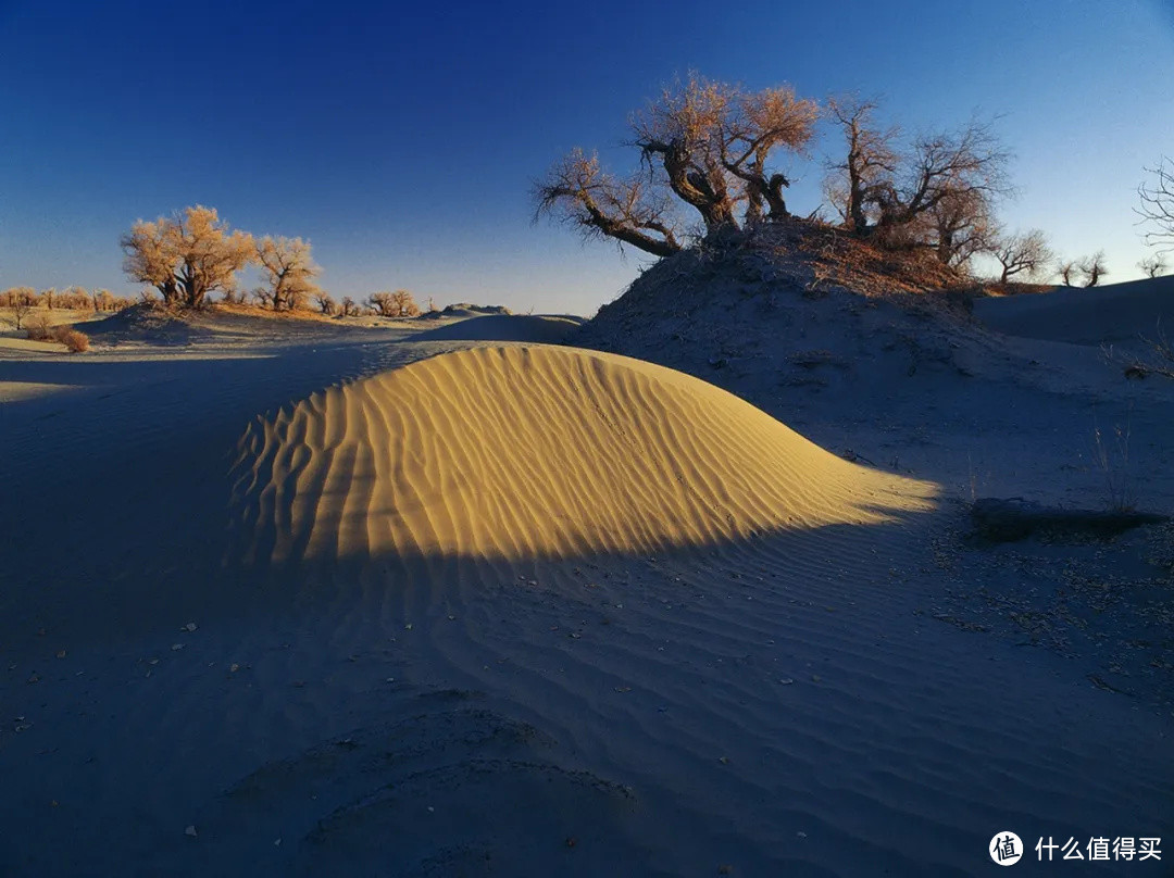 张张壁纸！他专注拍摄沙漠胡杨20年，被称“胡杨王”，让世人领略大漠苍凉之美！ 