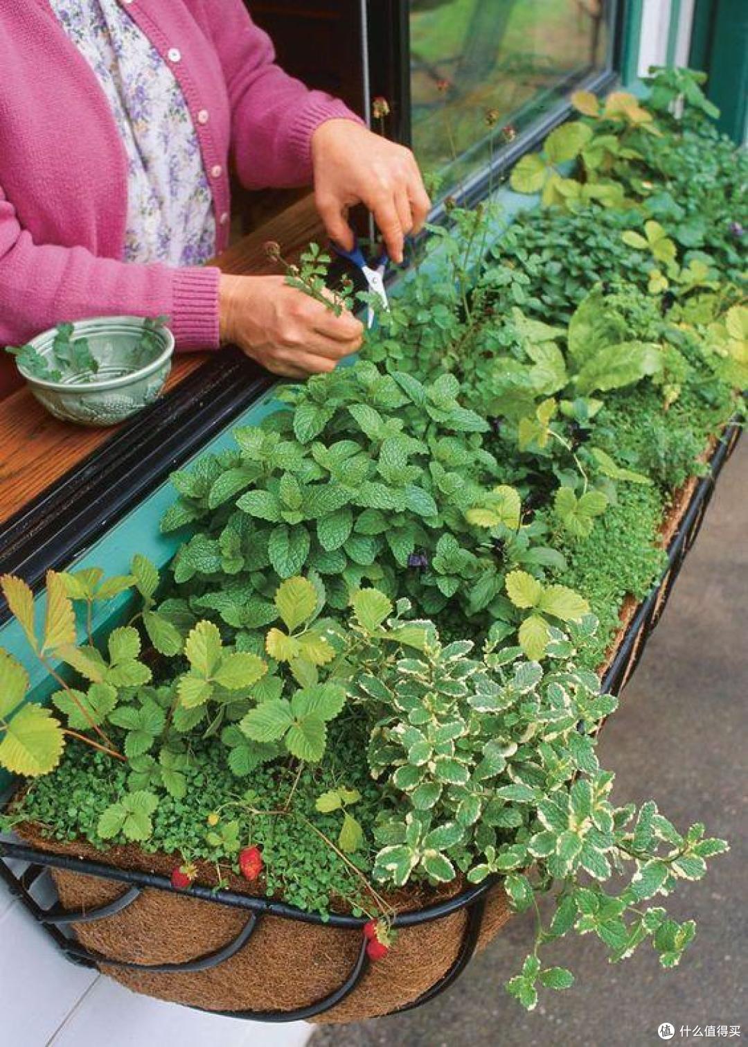日本富人原来在庭院这样种菜?太美了