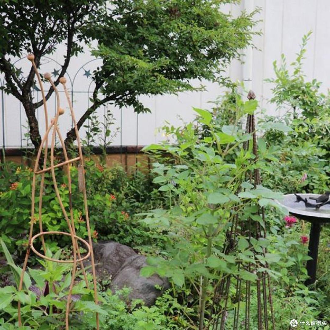 日本富人原来在庭院这样种菜?太美了