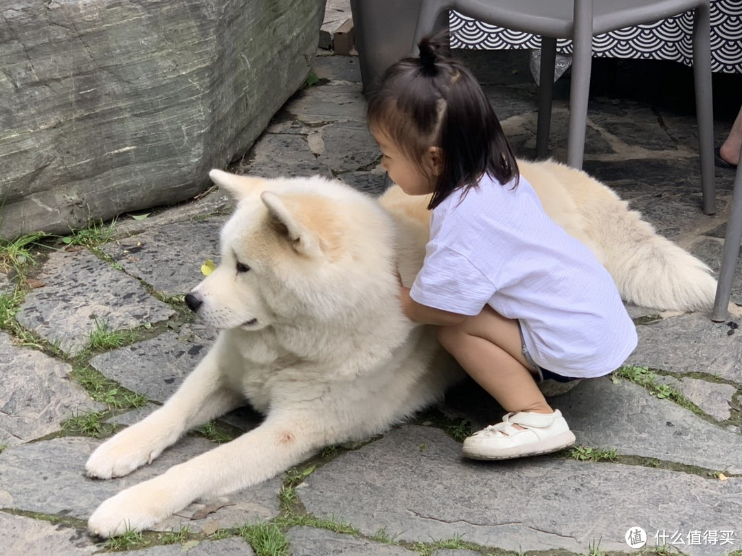 柴犬憨态可掬的走来，店老板的女儿开始把玩起来