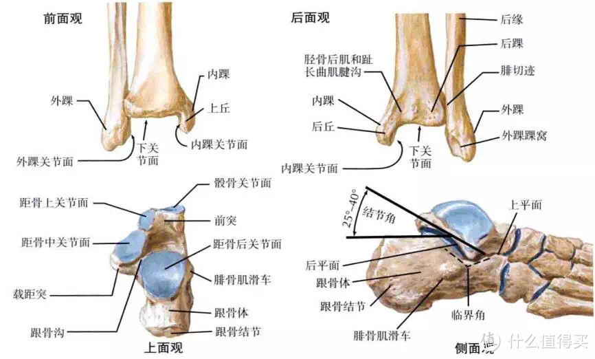 足踝生理解剖图