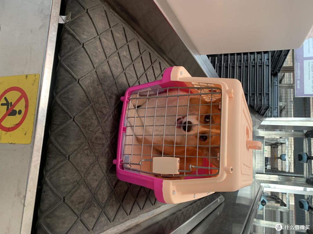 疫情期间宠物可以托运吗 柯基犬航空托运全攻略 什么值得买