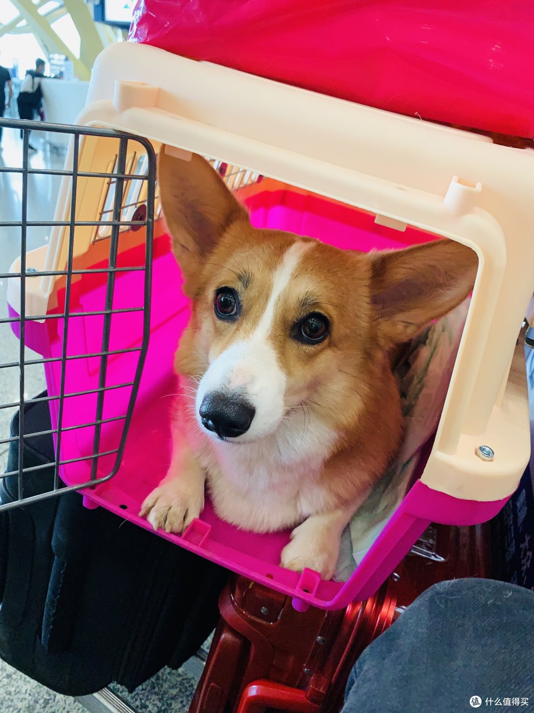 疫情期间宠物可以托运吗 柯基犬航空托运全攻略 什么值得买