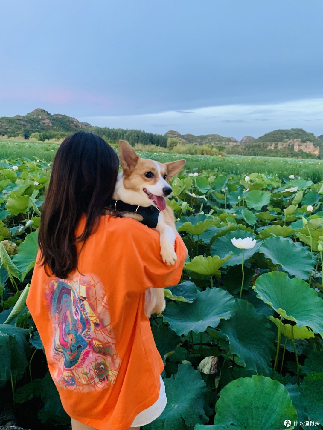 疫情期间宠物可以托运吗 柯基犬航空托运全攻略 什么值得买
