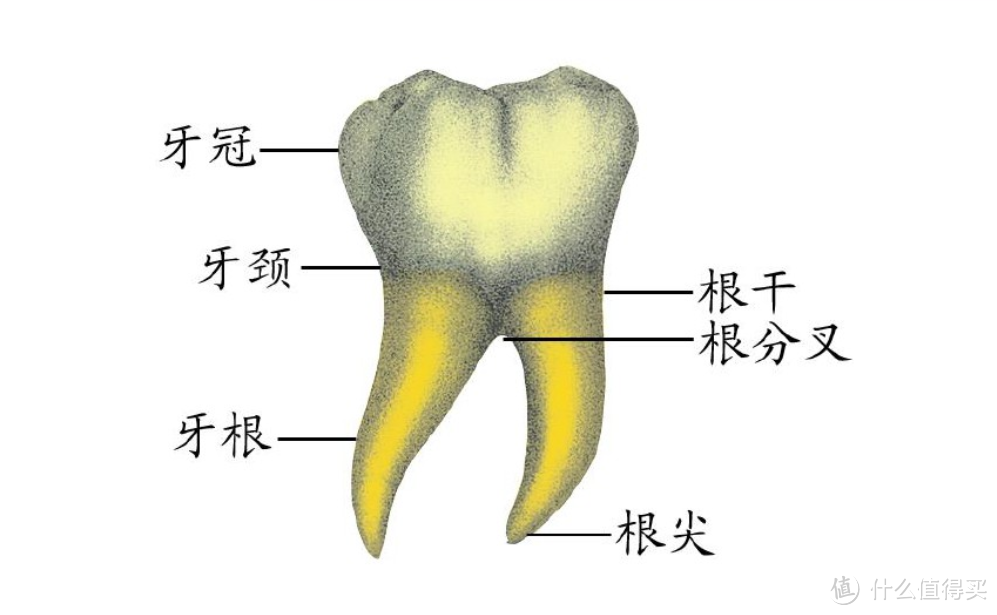 你有口腔问题吗？——我的拔智齿经历及口腔健康科普