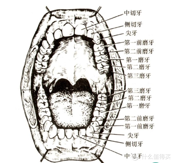 你有口腔问题吗？——我的拔智齿经历及口腔健康科普