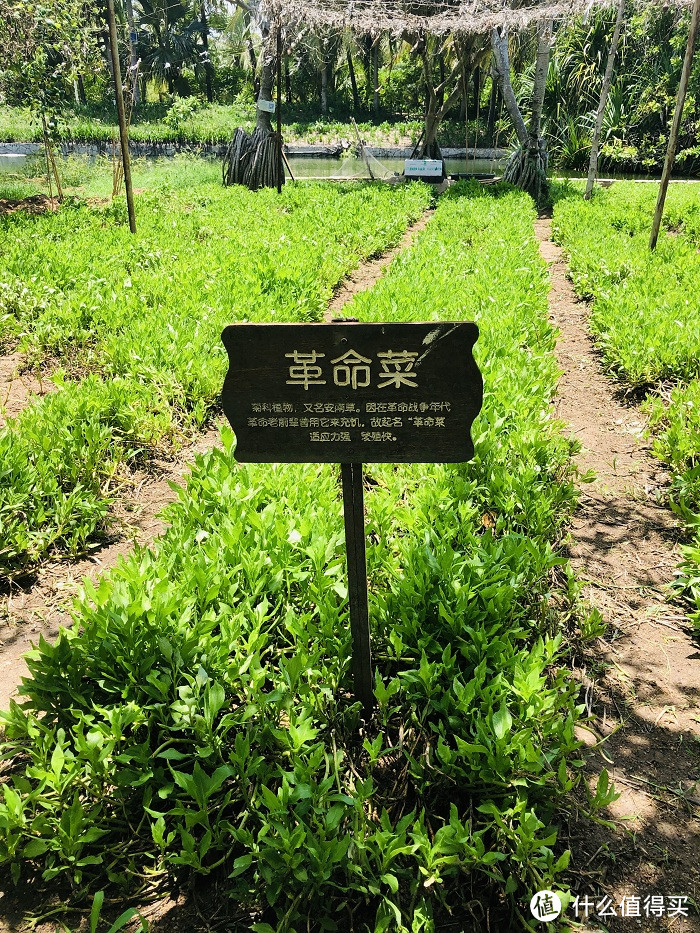 海南革命菜图片