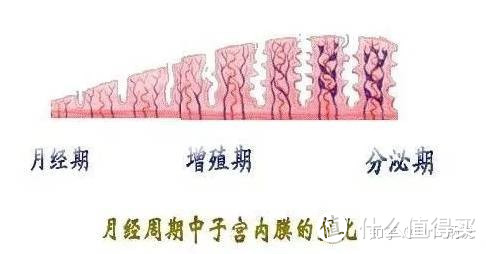 什么是「子宫内膜」，有哪些功能？