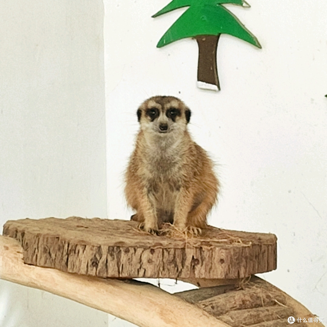 狐獴