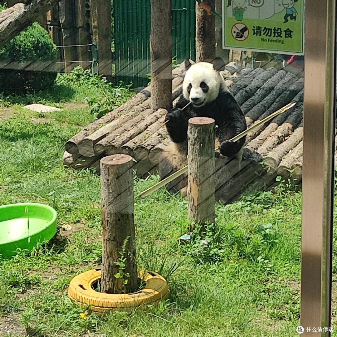 夏日狂欢,年卡值回票价!每周都要去大连森林动物园看金虎,飞云,妙音~