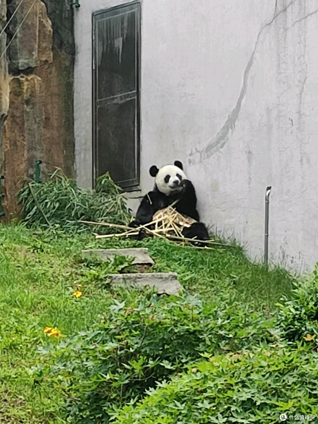 夏日狂欢,年卡值回票价!每周都要去大连森林动物园看金虎,飞云,妙音~