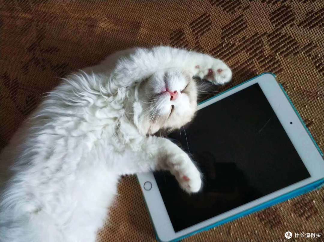 整理师养了7只猫咪,家里乱作一团?才不会!
