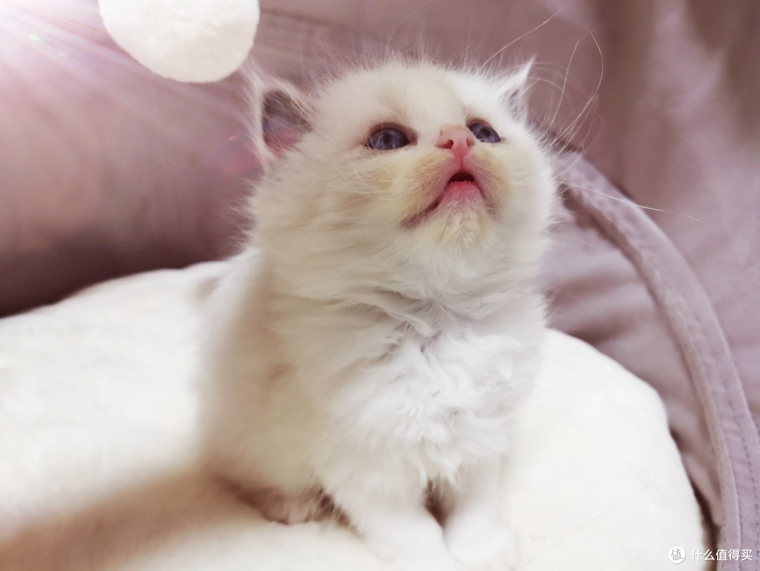 整理师养了7只猫咪,家里乱作一团?才不会!