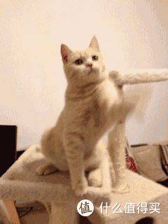 新手养猫必备清单，让你成为一个合格的猫奴