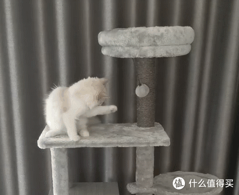 新手养猫必备清单，让你成为一个合格的猫奴