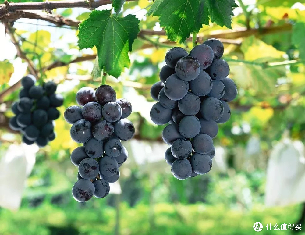 福安巨峰葡萄终于熟了！这可能是今年吃过最好吃的葡萄了！
